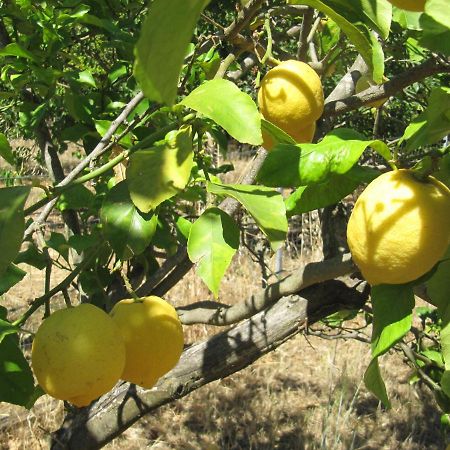 B&B I Limoni Sorso Eksteriør billede