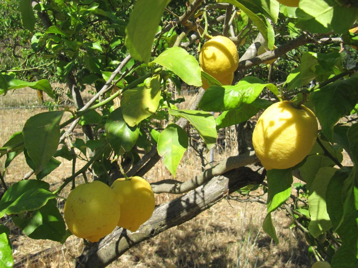 B&B I Limoni Sorso Eksteriør billede